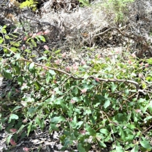 Grevillea macleayana at Currarong - Abrahams Bosom Beach - 29 Sep 2020 12:06 AM