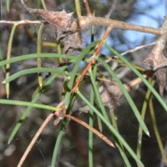 Hakea teretifolia (Dagger Hakea) at Currarong - Abrahams Bosom Beach - 28 Sep 2020 by plants