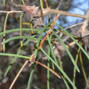 Hakea teretifolia at Currarong - Abrahams Bosom Beach - 29 Sep 2020 12:07 AM