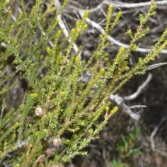 Leptospermum epacridoideum (Jervis Bay Tea-tree) at Beecroft Peninsula, NSW - 29 Sep 2020 by plants