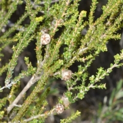 Leptospermum epacridoideum at Beecroft Peninsula, NSW - 29 Sep 2020 12:09 AM