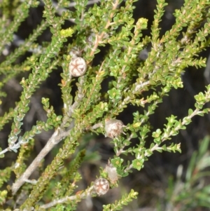 Leptospermum epacridoideum at Beecroft Peninsula, NSW - 29 Sep 2020