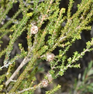 Leptospermum epacridoideum at Beecroft Peninsula, NSW - 29 Sep 2020 12:09 AM