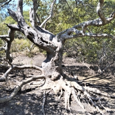 Avicennia marina subsp. australasica (Grey Mangrove) at Beecroft Peninsula, NSW - 29 Sep 2020 by plants