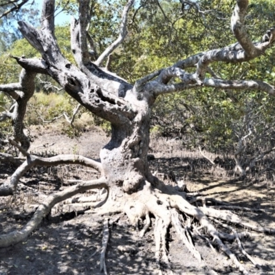 Avicennia marina subsp. australasica (Grey Mangrove) at Beecroft Peninsula, NSW - 28 Sep 2020 by plants
