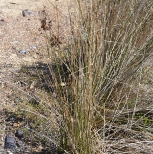 Juncus kraussii subsp. australiensis at Beecroft Peninsula, NSW - 29 Sep 2020 12:46 AM