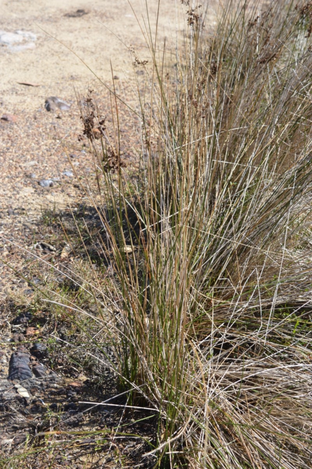 Juncus kraussii subsp. australiensis at Beecroft Peninsula, NSW - 29 Sep 2020
