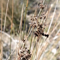 Juncus kraussii subsp. australiensis at Beecroft Peninsula, NSW - 29 Sep 2020