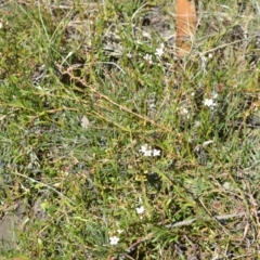 Samolus repens (Creeping Brookweed) at Beecroft Peninsula, NSW - 28 Sep 2020 by plants