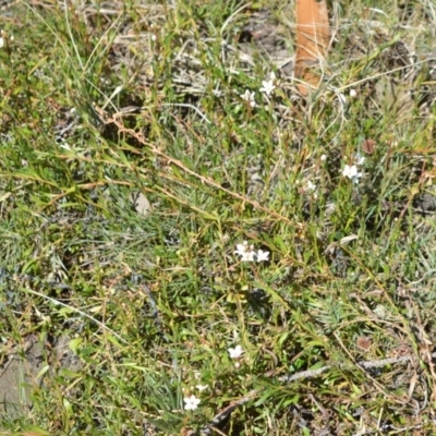 Samolus repens (Creeping Brookweed) at Jervis Bay Marine Park - 28 Sep 2020 by plants