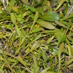 Goodenia radicans (Shiny Swamp-mat) at Beecroft Peninsula, NSW - 29 Sep 2020 by plants