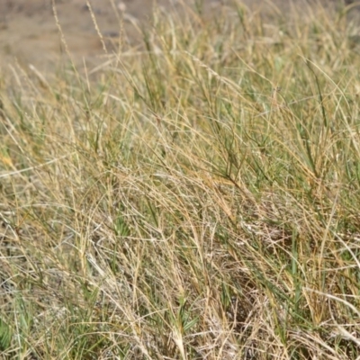 Sporobolus virginicus (Coastal Rat-tail Grass) at Jervis Bay Marine Park - 28 Sep 2020 by plants