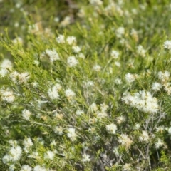 Melaleuca ericifolia (Swamp Paperbark) at Beecroft Peninsula, NSW - 28 Sep 2020 by plants