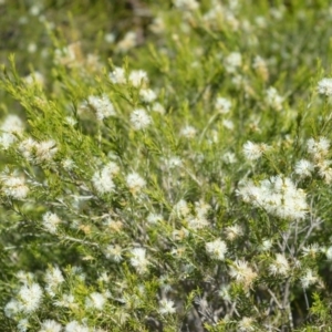 Melaleuca ericifolia at Beecroft Peninsula, NSW - 29 Sep 2020