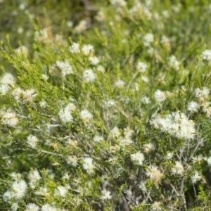 Melaleuca ericifolia at Beecroft Peninsula, NSW - 29 Sep 2020 12:49 AM