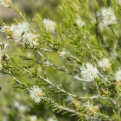 Melaleuca ericifolia at Beecroft Peninsula, NSW - 29 Sep 2020 12:49 AM