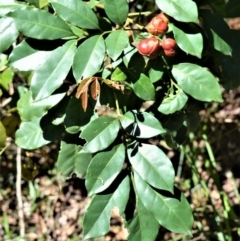 Synoum glandulosum (Scentless Rosewood) at Beecroft Peninsula, NSW - 28 Sep 2020 by plants