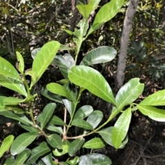 Acronychia oblongifolia (White Aspen, Yellow Wood) at Beecroft Peninsula, NSW - 28 Sep 2020 by plants