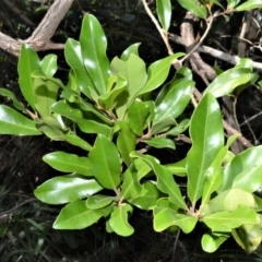 Myrsine howittiana (Brush Muttonwood) at Beecroft Peninsula, NSW - 28 Sep 2020 by plants