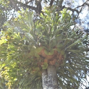 Platycerium bifurcatum at Beecroft Peninsula, NSW - suppressed