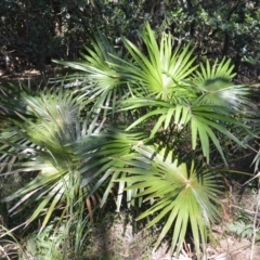 Livistona australis (Australian Cabbage Palm) at Beecroft Peninsula, NSW - 28 Sep 2020 by plants
