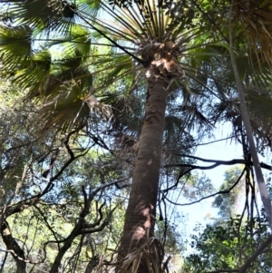 Livistona australis at Beecroft Peninsula, NSW - suppressed