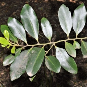 Diospyros australis at Beecroft Peninsula, NSW - 29 Sep 2020