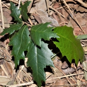 Trophis scandens subsp. scandens at suppressed - suppressed