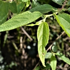 Trema tomentosa var. aspera (Native Peach) at Beecroft Peninsula, NSW - 29 Sep 2020 by plants