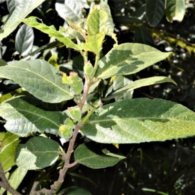 Ficus coronata (Creek Sandpaper Fig) at Beecroft Peninsula, NSW - 28 Sep 2020 by plants