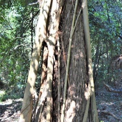 Ficus obliqua (Small-leaved Fig) at Beecroft Peninsula, NSW - 29 Sep 2020 by plants