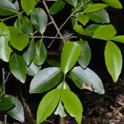 Elaeodendron australe var. australe (red olive plum) at Beecroft Peninsula, NSW - 29 Sep 2020 by plants