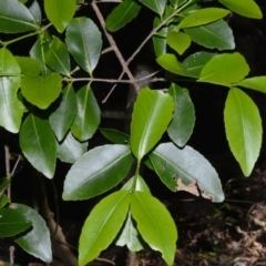 Elaeodendron australe var. australe (Red Olive Plum) at Beecroft Peninsula, NSW - 28 Sep 2020 by plants