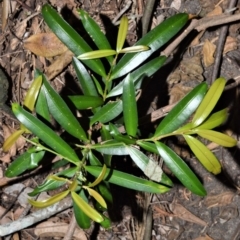 Podocarpus elatus (Plum Pine, Brown Pine, Illawarra Plum) at Beecroft Peninsula, NSW - 28 Sep 2020 by plants