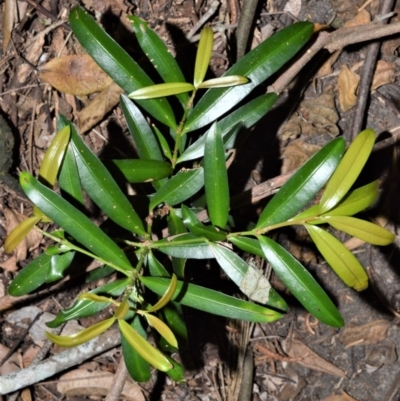 Podocarpus elatus (Plum Pine, Brown Pine, Illawarra Plum) at Beecroft Peninsula, NSW - 28 Sep 2020 by plants