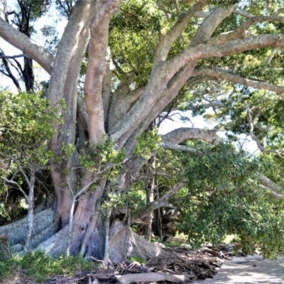 Ficus obliqua (Small-leaved Fig) at Beecroft Peninsula, NSW - 28 Sep 2020 by plants