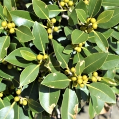 Ficus obliqua at Beecroft Peninsula, NSW - 29 Sep 2020 01:56 AM