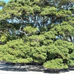 Ficus obliqua at Beecroft Peninsula, NSW - 29 Sep 2020 01:56 AM