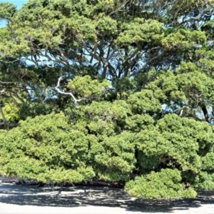 Ficus obliqua at Beecroft Peninsula, NSW - 29 Sep 2020