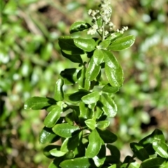 Rhagodia candolleana subsp. candolleana (Seaberry Saltbush) at Beecroft Peninsula, NSW - 29 Sep 2020 by plants