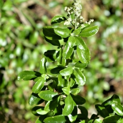 Rhagodia candolleana subsp. candolleana (Seaberry Saltbush) at Beecroft Peninsula, NSW - 28 Sep 2020 by plants