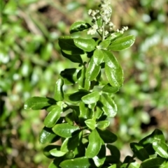Rhagodia candolleana subsp. candolleana (Seaberry Saltbush) at Beecroft Peninsula, NSW - 28 Sep 2020 by plants