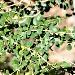 Maclura cochinchinensis (Cockspur Thorn) at Beecroft Peninsula, NSW - 29 Sep 2020 by plants