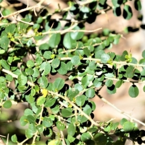 Maclura cochinchinensis at Beecroft Peninsula, NSW - 29 Sep 2020