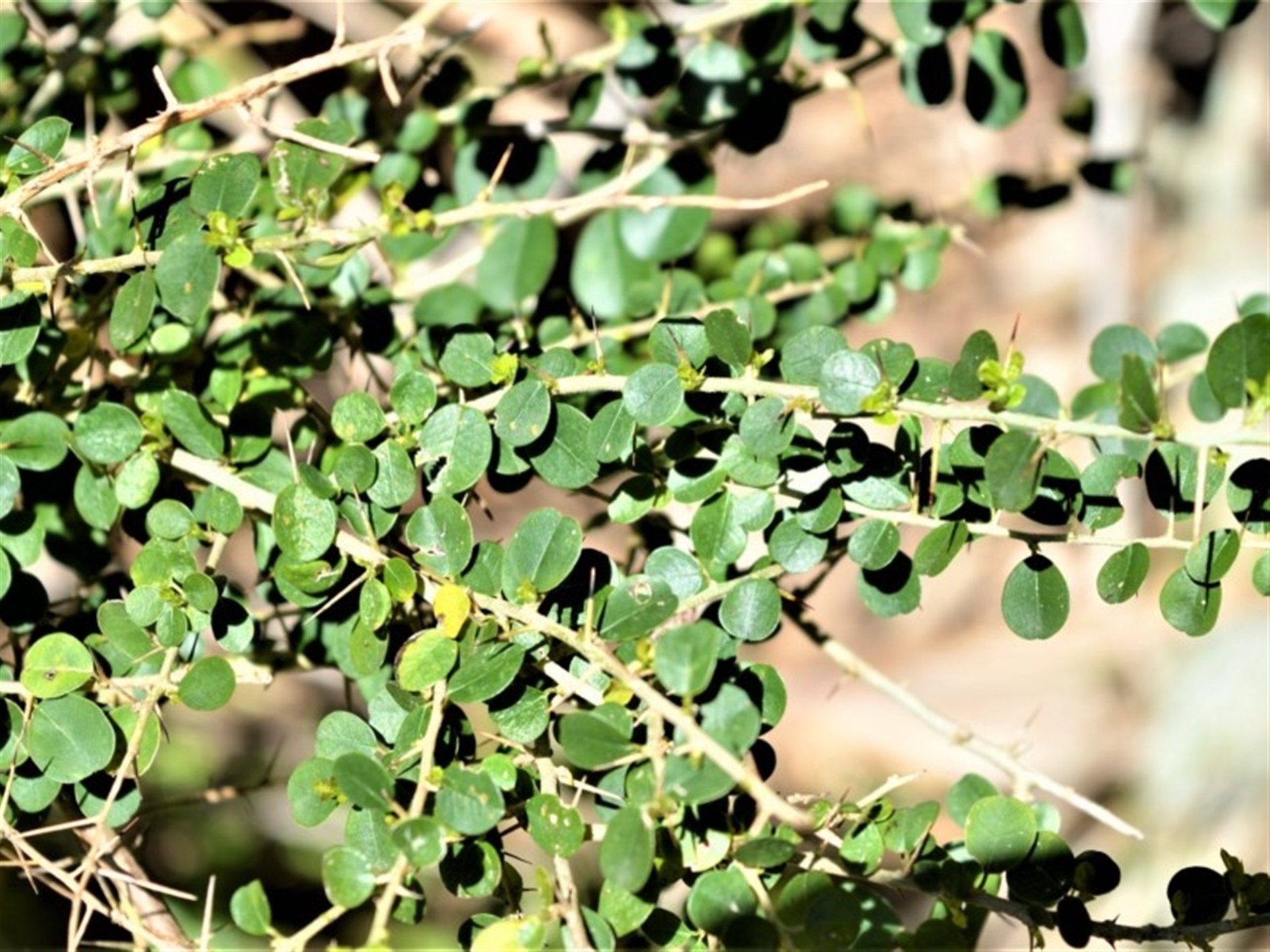 Maclura cochinchinensis at Beecroft Peninsula, NSW - 29 Sep 2020 01:58 AM