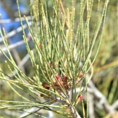 Casuarina glauca (Swamp She-oak) at Beecroft Peninsula, NSW - 28 Sep 2020 by plants