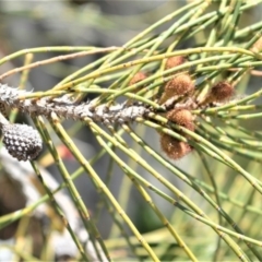 Casuarina glauca at Beecroft Peninsula, NSW - 29 Sep 2020
