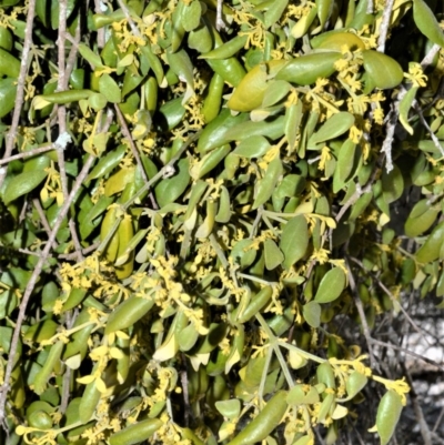 Notothixos subaureus (Golden Mistletoe) at Jervis Bay Marine Park - 28 Sep 2020 by plants