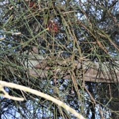 Amyema cambagei (Sheoak Mistletoe) at Beecroft Peninsula, NSW - 29 Sep 2020 by plants