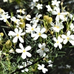 Ricinocarpos pinifolius (Wedding Bush) at Beecroft Peninsula, NSW - 28 Sep 2020 by plants